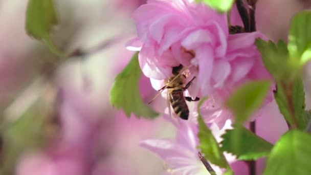 Abeja Están Polinizando Flores Albaricoque — Vídeos de Stock