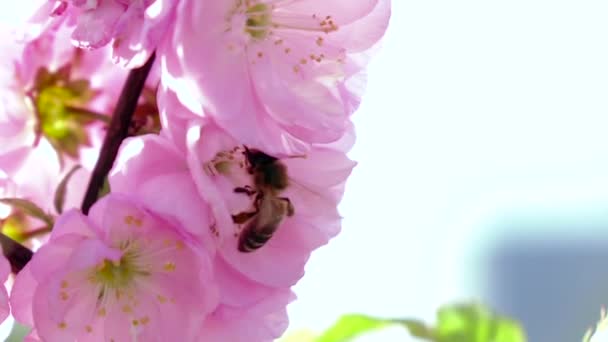 Video Abeja Recoge Néctar — Vídeo de stock