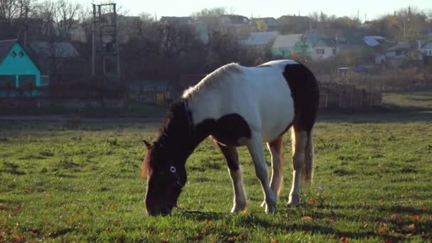 Schwarz Weißer Hengst Frisst Gras Auf Einem Grünen — Stockvideo