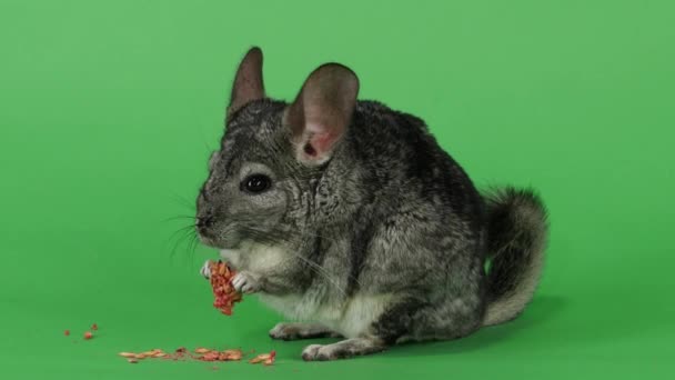 Chinchilla Frisst Nahrung Für Nagetiere Aus Roten Samen — Stockvideo