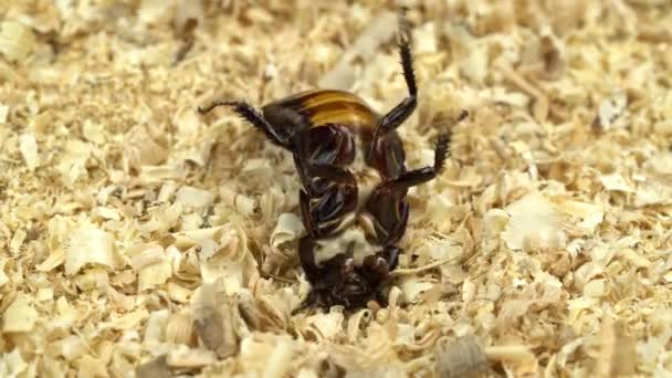 Kakkerlak Roeien Het Zaagsel Rug — Stockvideo