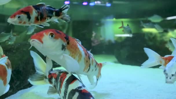 Риба Плаває Прісноводному Акваріумі — стокове відео