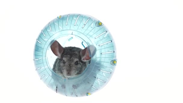 Gray Chinchilla Sitting Blue Ball Walks — Stock Video