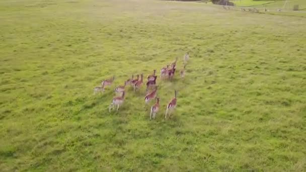 Grupo Ciervos Corre Juguetonamente Para Ponerse Día — Vídeos de Stock
