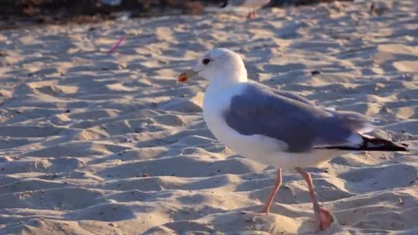 Gull Walks Sand Looks Food — Stock Video