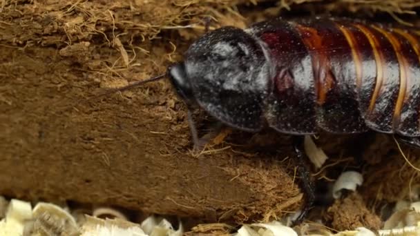 Madagascar Kakkerlak Kruipt Grond — Stockvideo