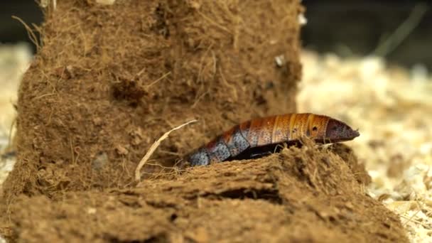 Madagascar Cucaracha Arrastra Serrín — Vídeos de Stock