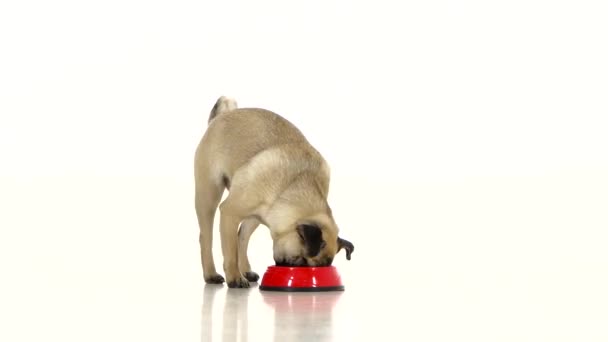 Pug Corre Los Pies Con Comida Rápida Come Escapa — Vídeos de Stock