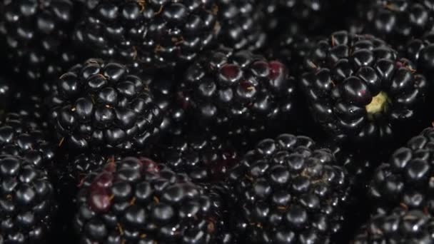 Frische Brombeeren Rotierende Nahrung — Stockvideo