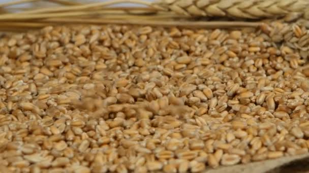 Pšeničná Zrna Sklizeň Zemědělských Plodin — Stock video