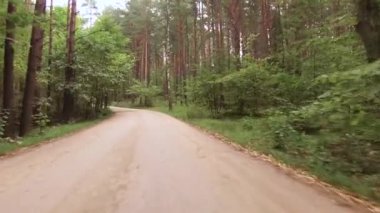 Orman döşeli yolda araba sürmek