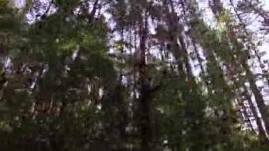 Aşağıdan ağaçların tepesine bak.