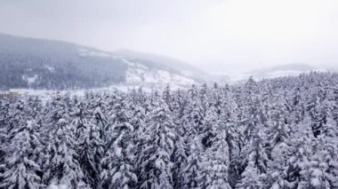 Kozalaklı bir ormanda kış köyü