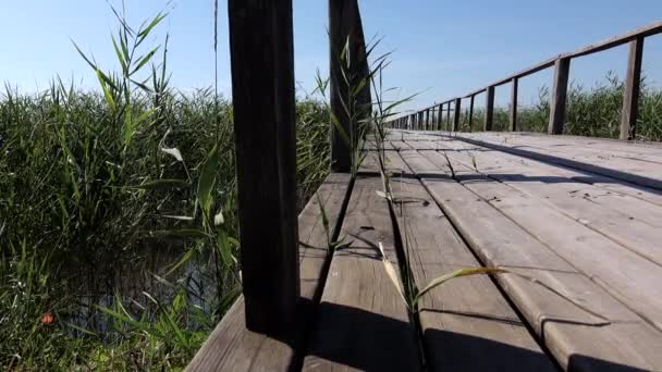 Pont Travers Les Roseaux Sur Lac — Video