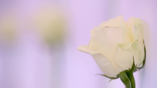 Εστιατόριο Είναι Διακοσμημένο Τριαντάφυλλα Για Γάμους — Αρχείο Βίντεο