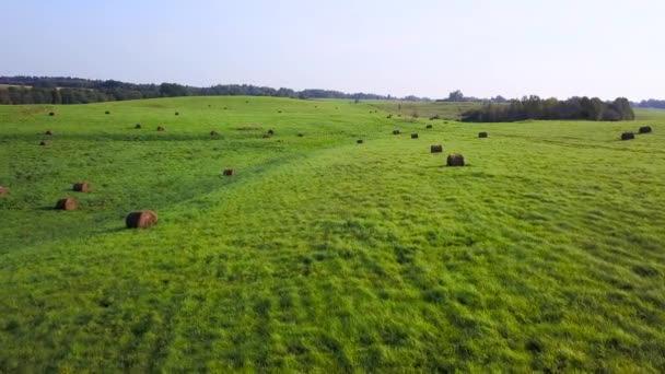 Snopy Siana Leżą Zielonej Trawie — Wideo stockowe