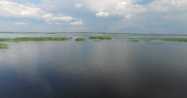 Déversement Large Rivière Avec Des Îles Roseaux Sauvages — Video