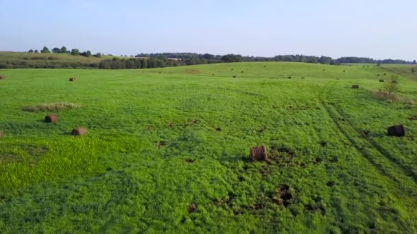 草地中央的小沼泽地 — 图库视频影像