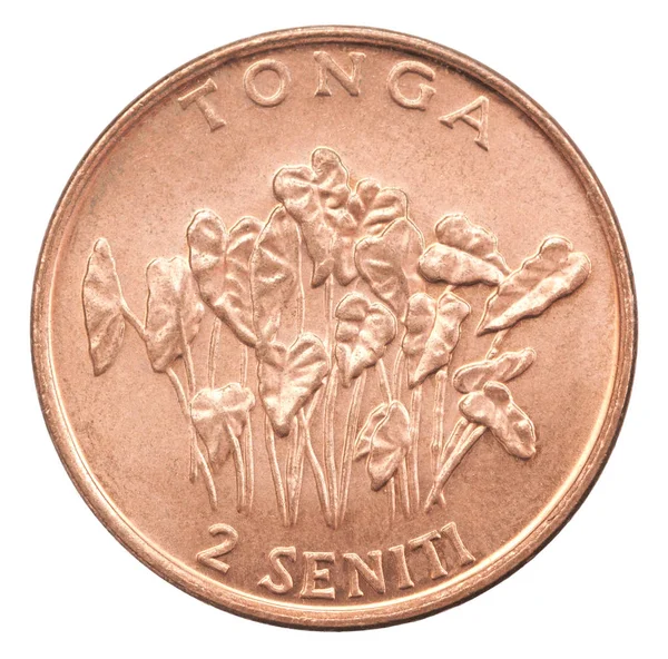 Moneda Seniti Con Plantas Taro Aisladas Sobre Fondo Blanco — Foto de Stock