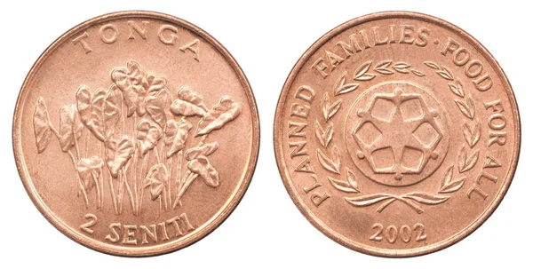 Moneda Seniti Con Plantas Taro Aisladas Sobre Fondo Blanco — Foto de Stock