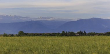 Buğday alan ve karla kaplı dağlar
