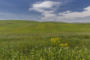 Ekili alanlar ve yalnız bir ağaç