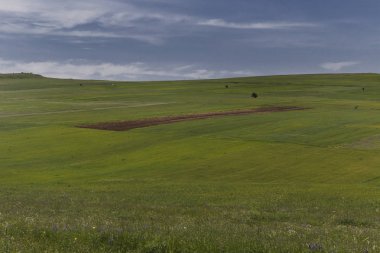 Ekili alanlar ve yalnız bir ağaç