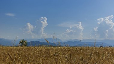Güzel dağlar ve bulutlar fon karşı buğday hasat hazır