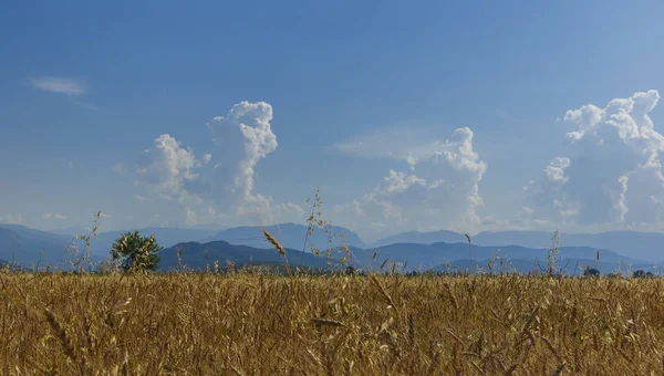 Güzel dağlar ve bulutlar fon karşı buğday hasat hazır