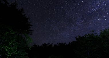 Arka plan ağaç dallarında Samanyolu silüeti