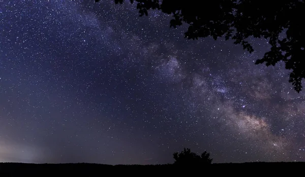 Silhouet Van Takken Tegen Achtergrond Van Melkweg — Stockfoto