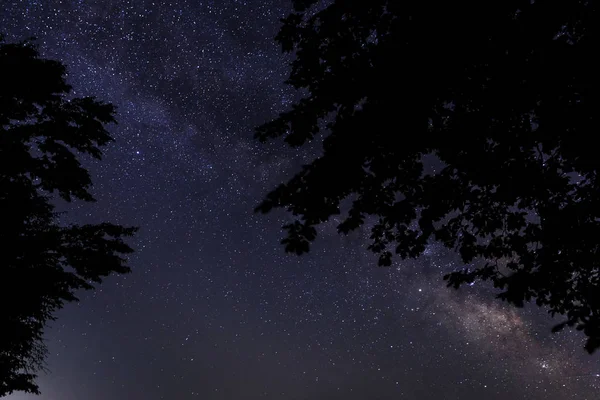 Silhouette of tree branches against the background of the milky way