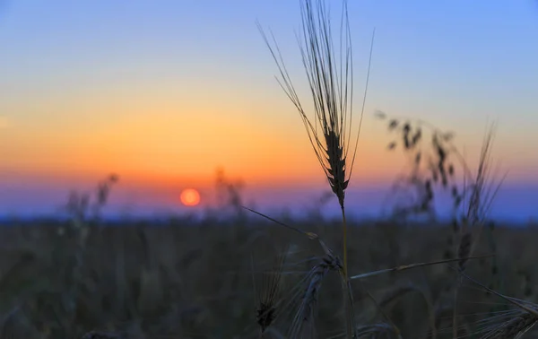 Ear Wheat Background Sunrises — Stock Photo, Image