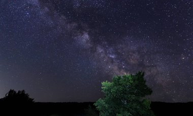 Bir ağaç bir arka planda bir süt silüeti yolu