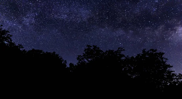 Silueta strom větví na pozadí mléčná — Stock fotografie