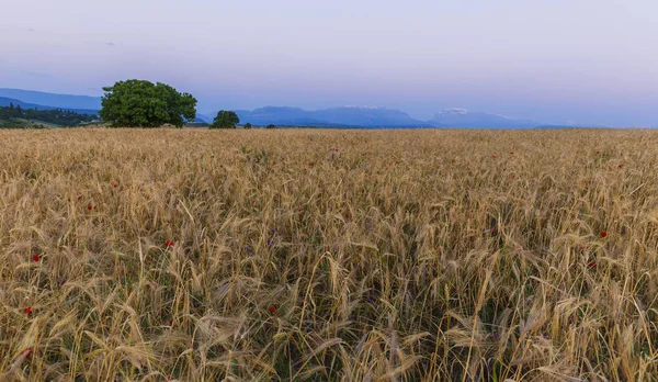 Amanecer en Shahdag y un campo de trigo con amapolas — Foto de Stock