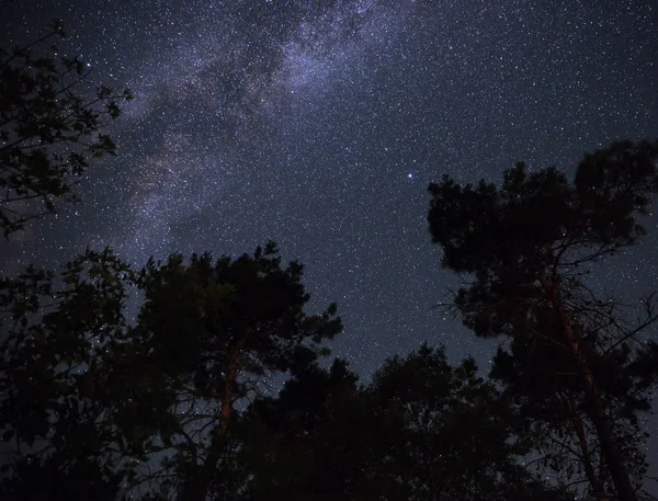 Milky Way Nachtelijke Hemel Het Woud — Stockfoto