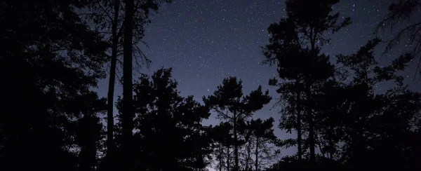 Hvězd Přes Noc Lesní — Stock fotografie