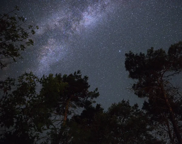 Milky Way Nachtelijke Hemel Het Woud — Stockfoto