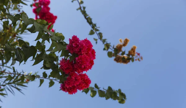 Ανθισμένα Λουλούδια Και Μπουκαμβίλιες Στο Ισραήλ — Φωτογραφία Αρχείου