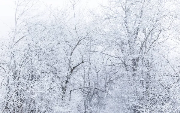 Arbres Couverts Neige Dans Une Forêt — Photo