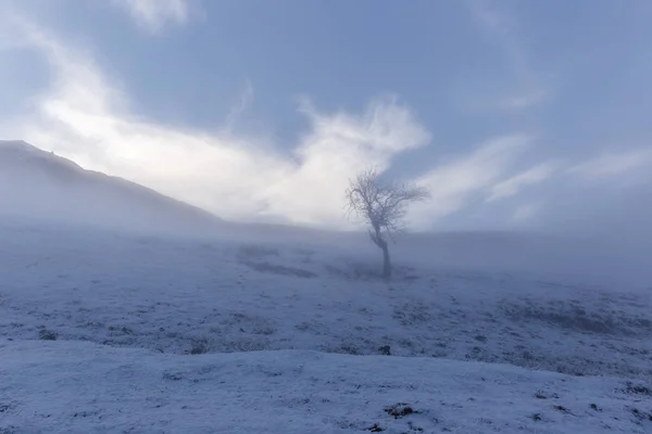 Neve Coberto Árvores Uma Floresta — Fotografia de Stock