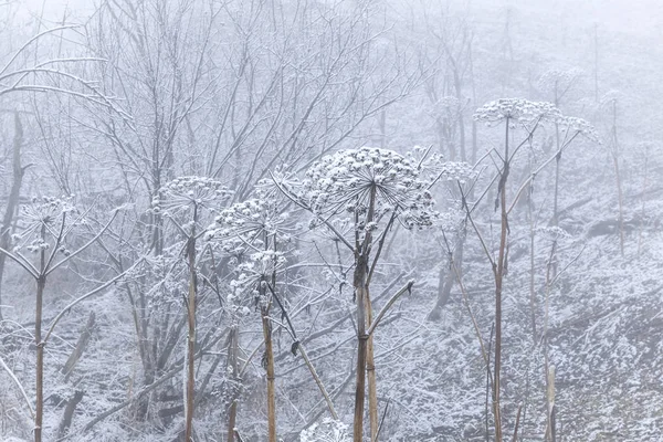 Erva Daninha Congelada Floresta Inverno — Fotografia de Stock