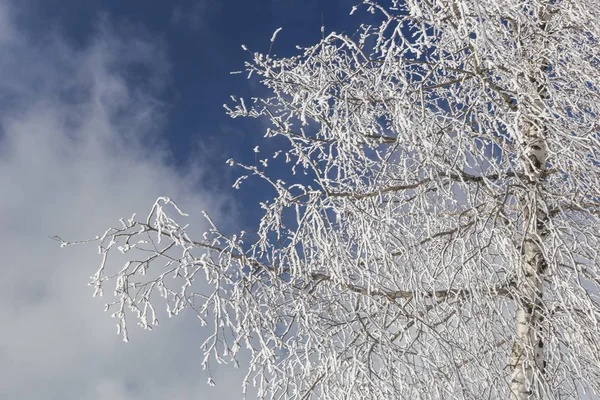 Branches Arbres Congelées Nature — Photo