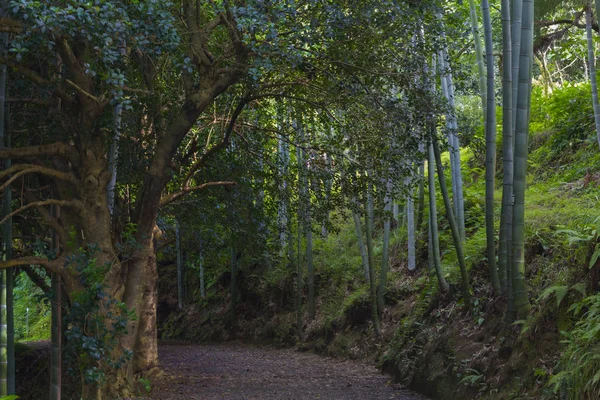 Bamboe Groeit Botanische Tuin Batumi — Stockfoto