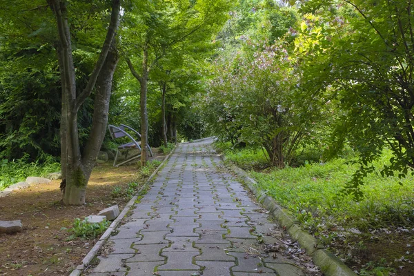 Alley Botanische Tuin Batumi — Stockfoto