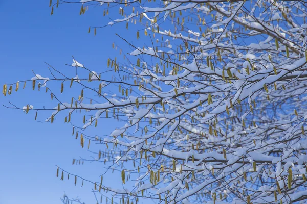 Salju Terakhir Mencair Pada Cabang Cabang Pohon Musim Semi — Stok Foto
