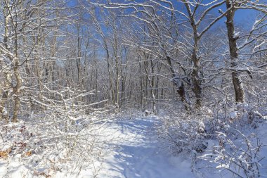 Güneşli bir kış orman güzelliği