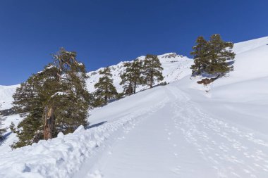 Karla kaplı dağlar ve Kuzey Kafkasya iğne yapraklı ağaçlar