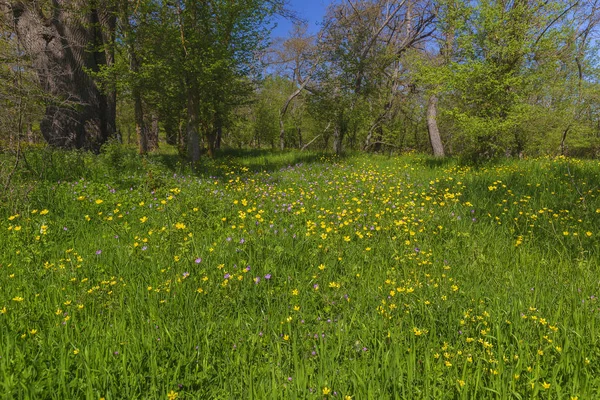 Colores de primavera en el bosque — Foto de Stock